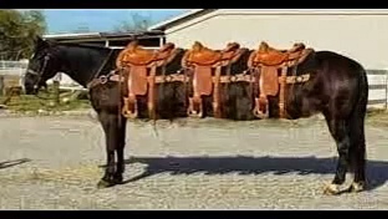 Dünyanın en UZUN atlar