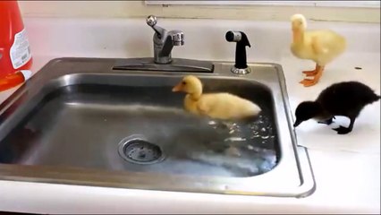L'heure du bain pour ces petits canards adorables