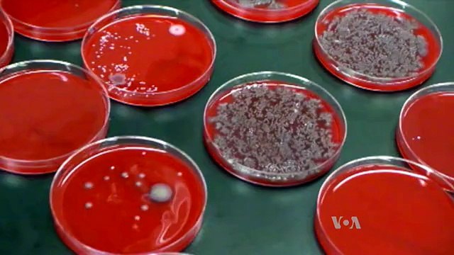 Bacteria From Beards Could Help Develop New Antibiotics