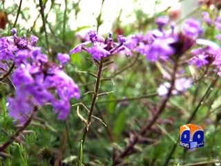 Weather turned into pleasant after rain in Islamabad -12 March 2016