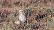 Burrowing owls near Google campus,  Mountain View, CA