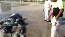 Il découvre une créature étrange sur la plage d'Acapulco