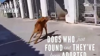 Dogs Who ---  Just Found Out ---- They've Been Adopted