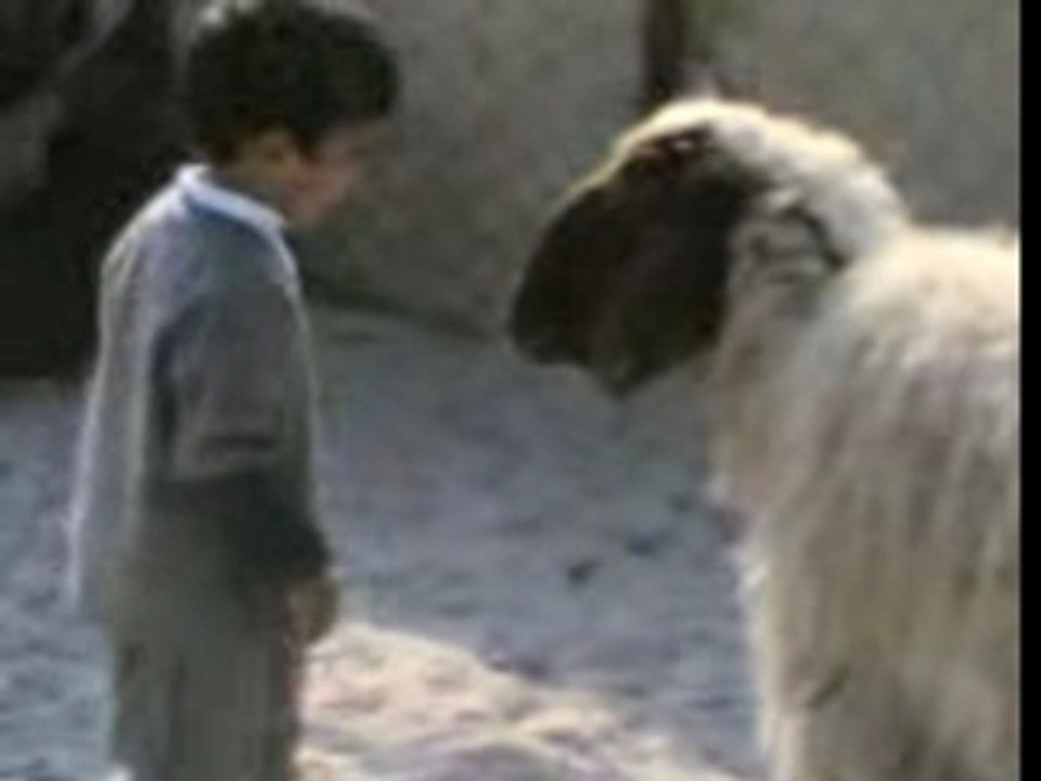 Bara rawah