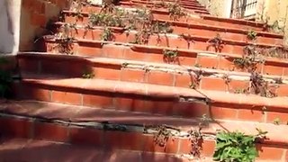 La scalinata del Verrocchio na Seccagrande di Ribera