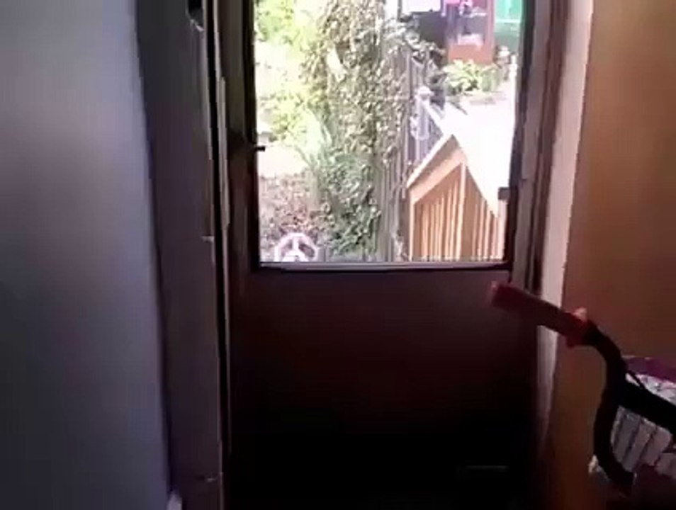 Un chat coincé dehors nous fait trop de la peine