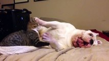 Un chien et un chat meilleurs amis s'amusent à se battre