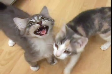 Kittens And Cats Meowing