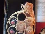 kittens inspired by kittens