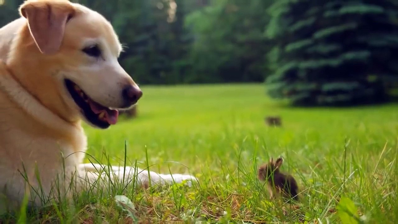 Un chien joue avec un bébé lapin. Adorable