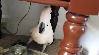Cockatoo -- finding --- out he --- is going to the vet
