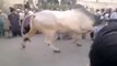 MY Bull Run Before Qurbaani-Top Funny Videos-Top Funny Pranks-Funny Fails-ZaidAliT Videos-Viral Videos-WhatsApp Videos