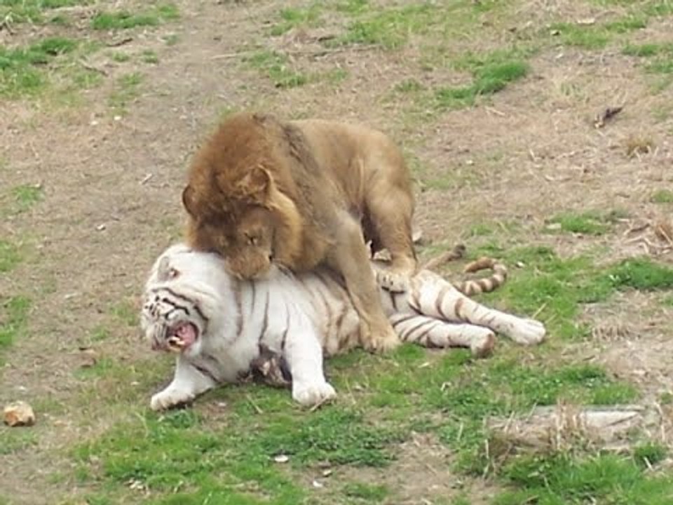 Lion vs Tiger,Crocodile,Buffalo Fight To Death