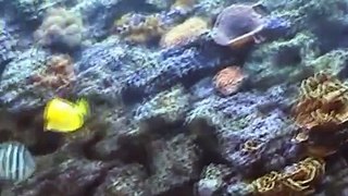 James Crofts at Moody Gardens Aquarium in Galveston 2001 (Part1)