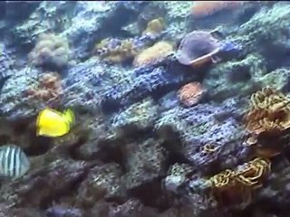 James Crofts at Moody Gardens Aquarium in Galveston 2001 (Part1)