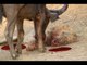Buffalo Kills Lion