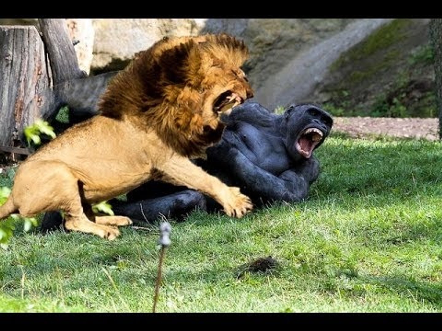 Top 10 Giant Animal vs Animal Fights with Surprising Endings - Real Fight -  Dailymotion Video