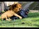 Top 10 Giant Animal vs Animal Fights with Surprising Endings - Real Fight