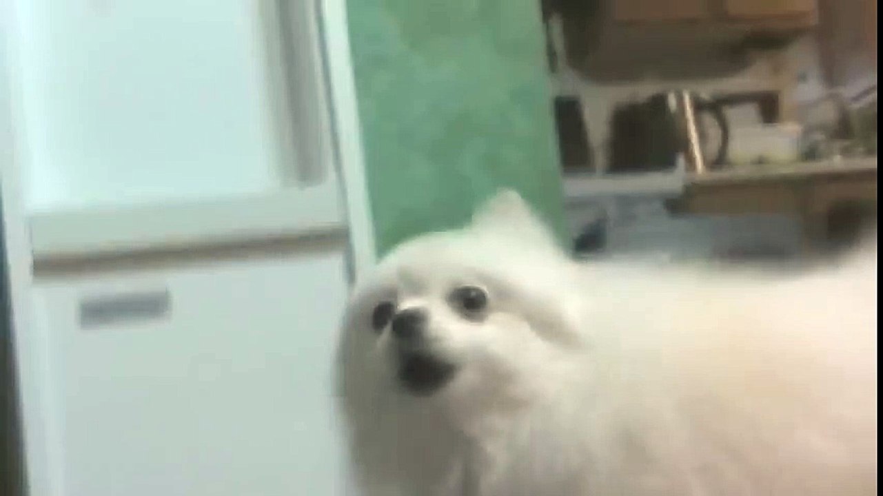 dogdial