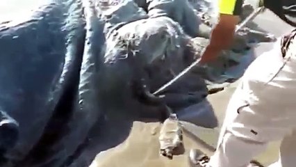 Une mystérieuse créature échouée sur une plage d’Acapulco intrigue les scientifiques