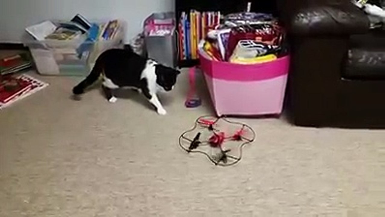 Cat vs drone-Funny Cat Videos