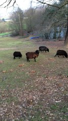 Moutons carnivores infectés par Zyka