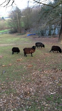 Moutons carnivores infectés par Zyka