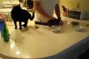 Cat wants food. Now-Funny Cat Videos