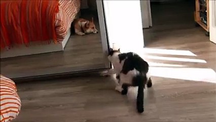 Cat wants some privacy-Funny cat videos
