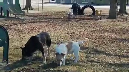 Cat won't let go of dog's leash-Funny cat Videos