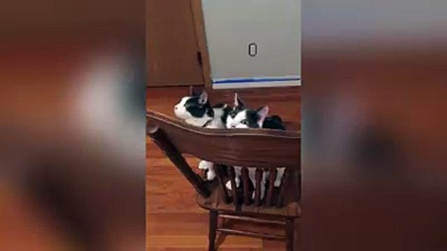 Cats Astonished to See Ceiling Fan Spin for the First Time-Funny cat Videos