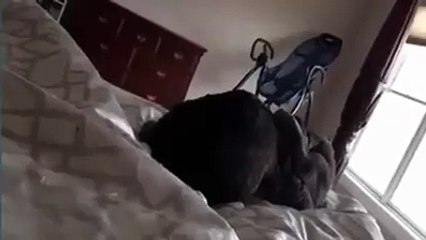 Cats caught in intimate embrace