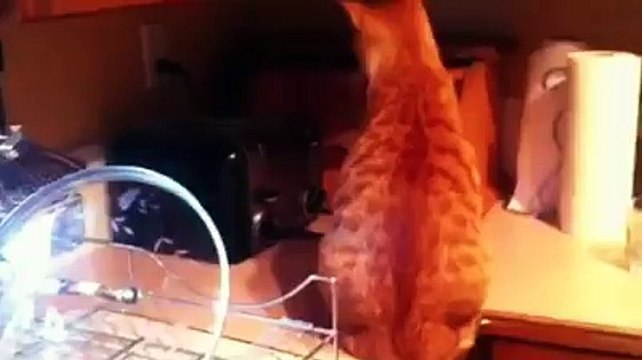 Cats spooked by toasters-Funny cat Videos
