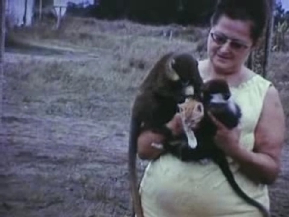 Monkey