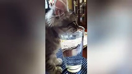 Funny Cat Videos-Fake it till u make it