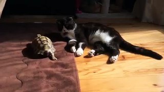 ギリシャリクガメと猫 cat and tortoise