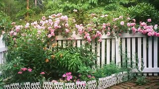 Hàng rào sân vườn đẹp bằng hoa