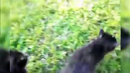 Fun with kittens-Funny Cat Videos