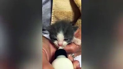 Funny Cat Videos-Feeding time! Nomnomnomnom