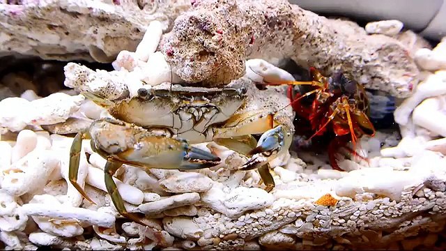 Giant Smashing Mantis Shrimp VS Giant Crabs