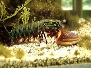 Mantis Shrimp Destroys Clam