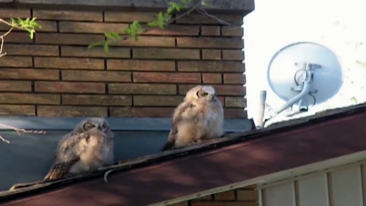 Owl Poops And Flees The Scene