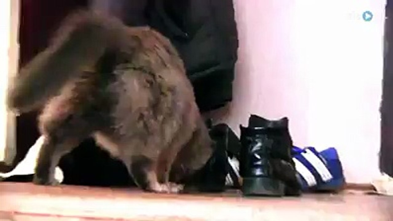 Funny Cat Videos-Fun with a wad of paper