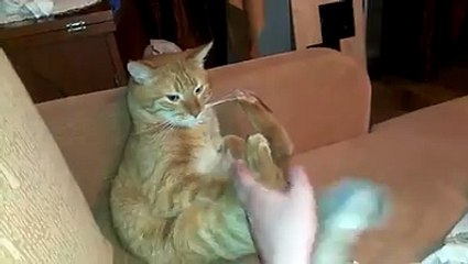 Hey cat, why are you hitting yourself-Cat Funny Videos