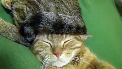 Hey, get that tail out of my face-Funny Cat Videos