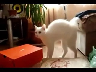 Best cats and kittens in the world Подборка Лучших Кошек