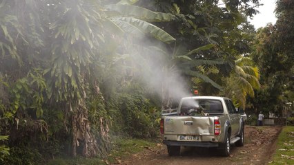Zika : avec la brigade anti-moustique en Guadeloupe