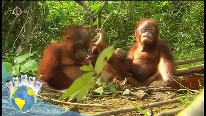 m2 Ozie Boo! - Mentsük meg a Földet! 2010 61.rész