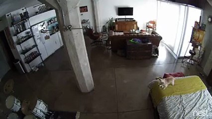 If your dog doesn't stop barking just send your cat