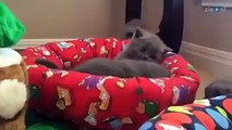 Incredibly cute kittens are playing around